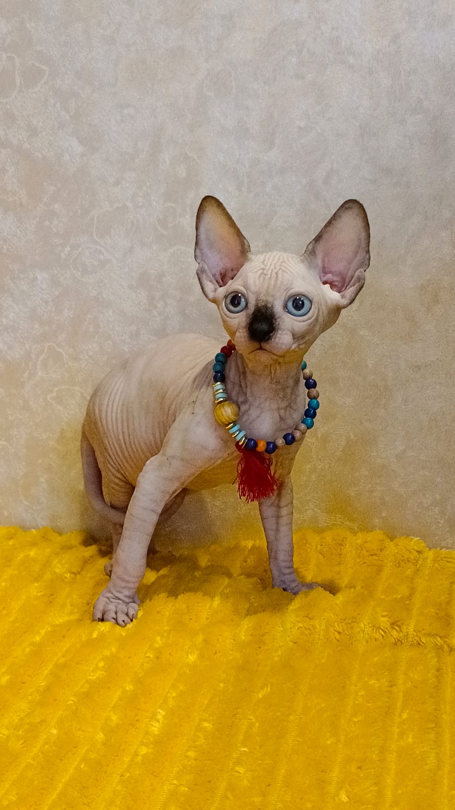 Котята канадского сфинкса